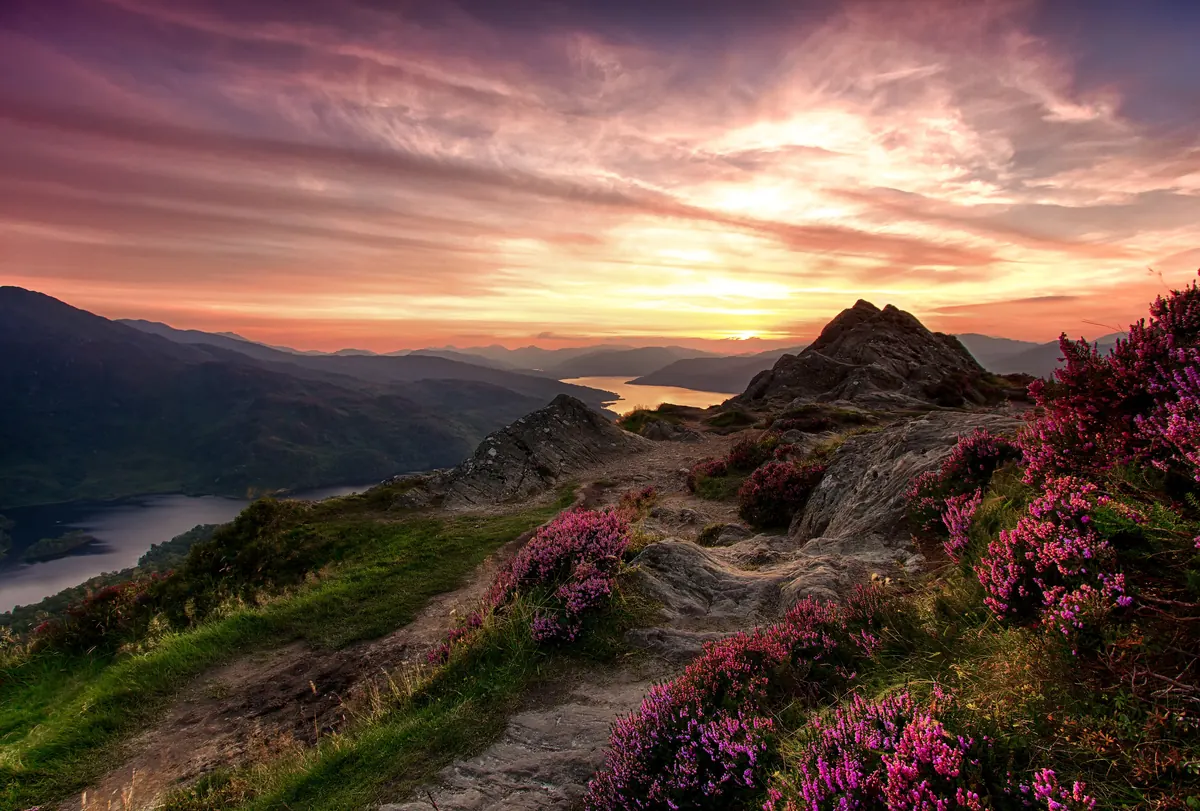 Hoa thạch nam nở tím trên đồi Scotland lúc hoàng hôn, phía dưới là hồ nước và dãy núi