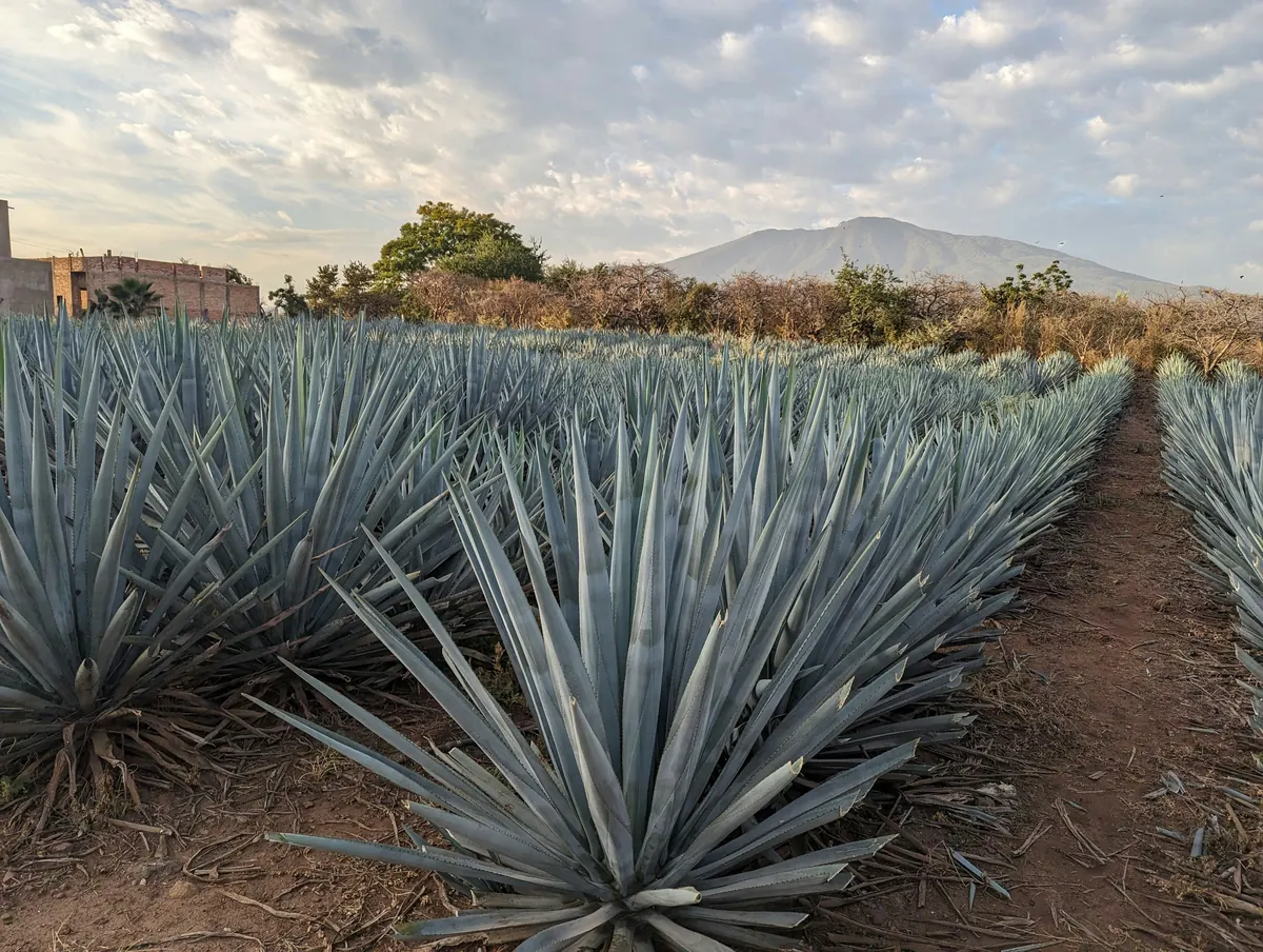 Cánh đồng agave xanh lam nhìn về phía núi