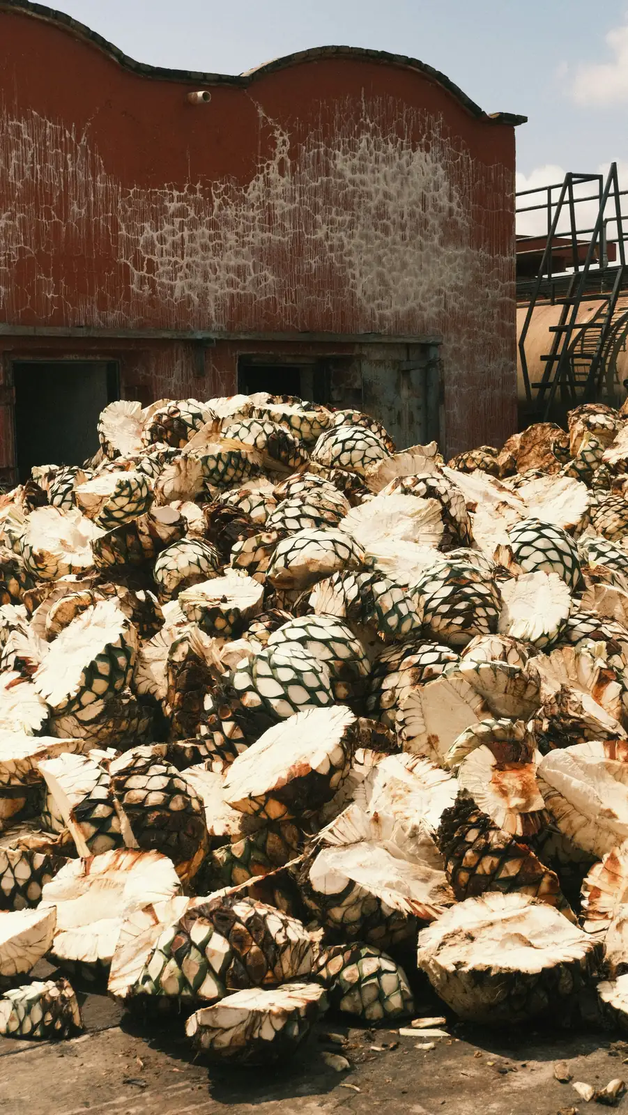 Đống piña agave chất cao trước một xưởng chưng cất