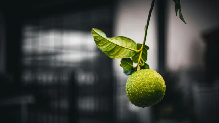 Những quả chanh xanh, nguồn vị chua trong cocktail phổ biến nhất