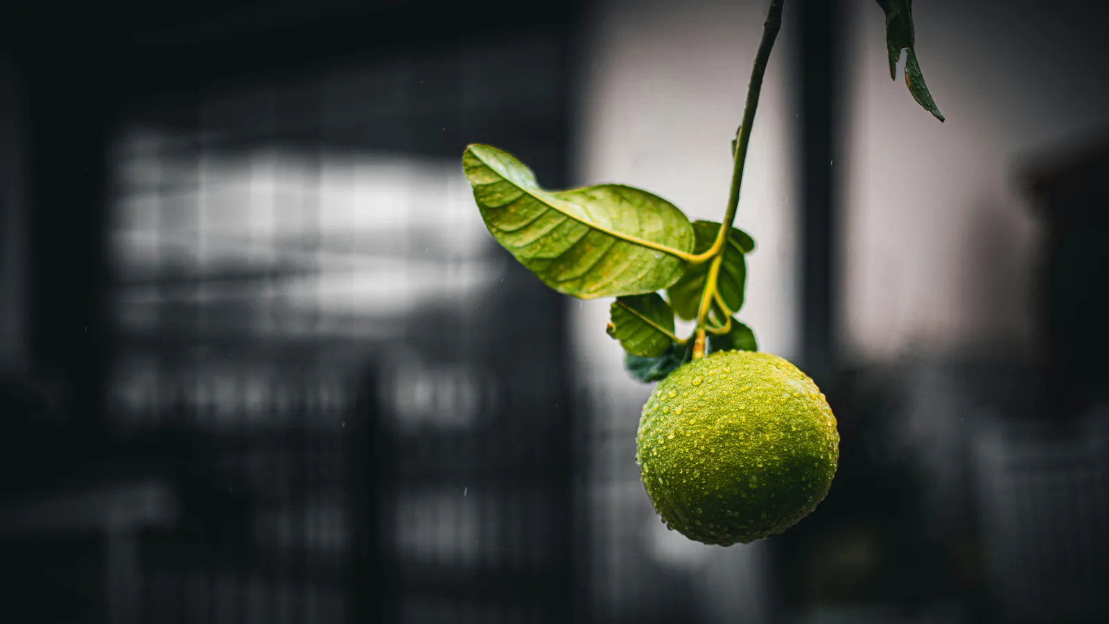 Những quả chanh xanh, nguồn vị chua trong cocktail phổ biến nhất